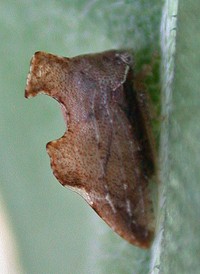 Entylia carinata